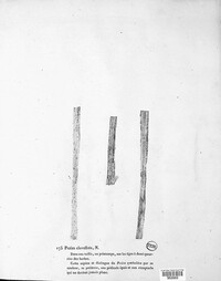 Peziza clavellata image